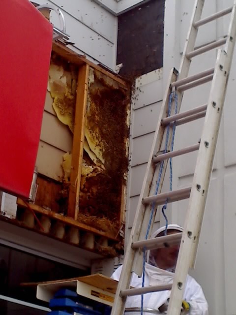 Commercial Bee Removal