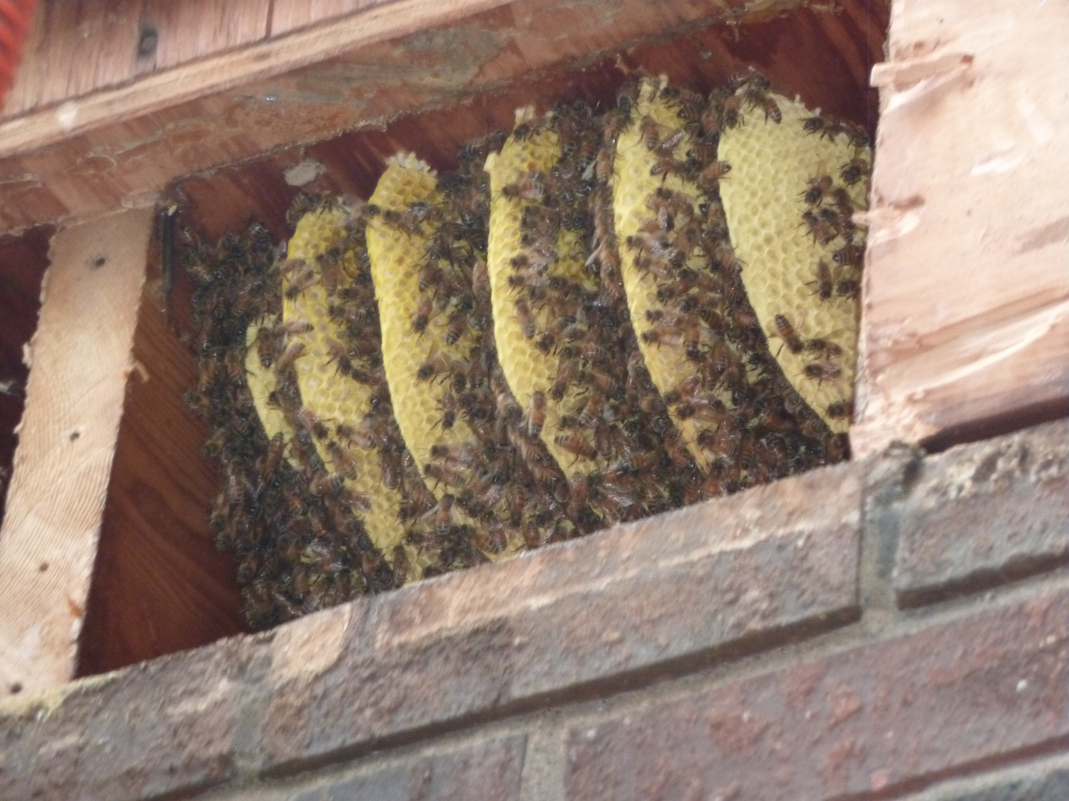 Honey Bees on Comb